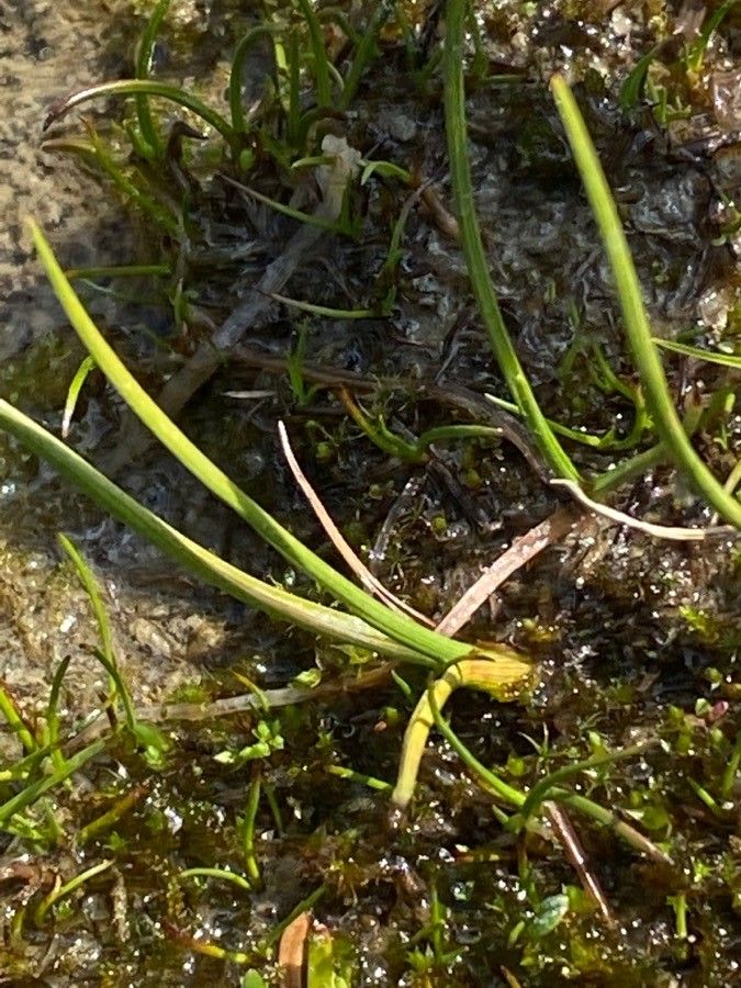 Eriophorum scheuchzeri leaf