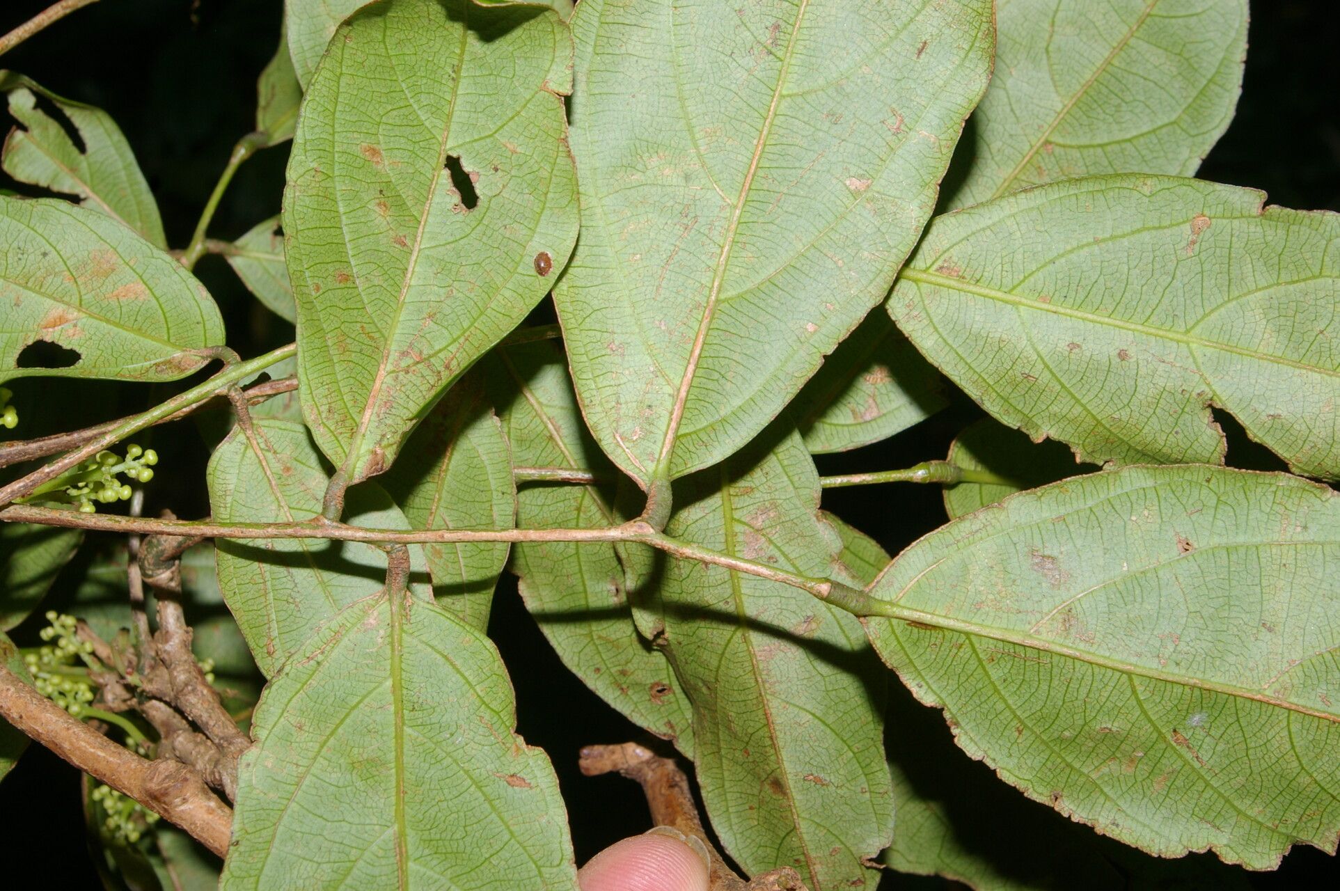 Rourea schippii — houseplant care guide