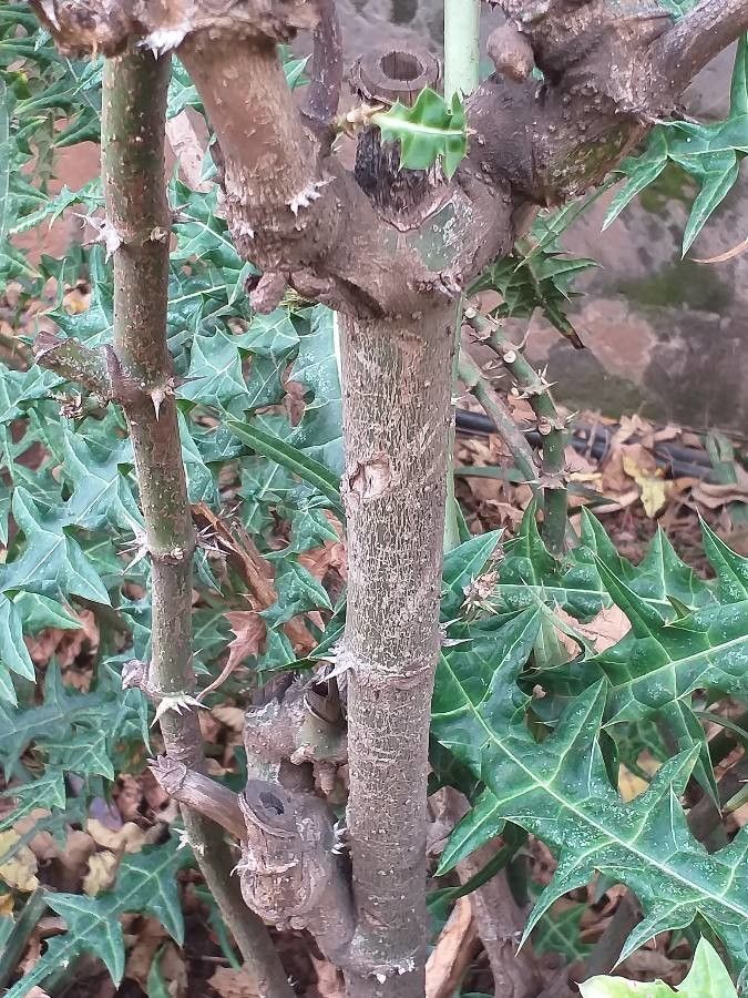 Acanthus eminens bark