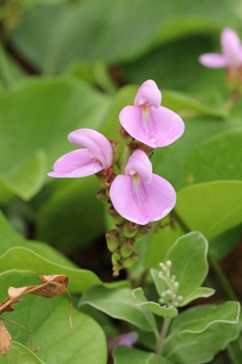 Canavalia lineata — houseplant care guide