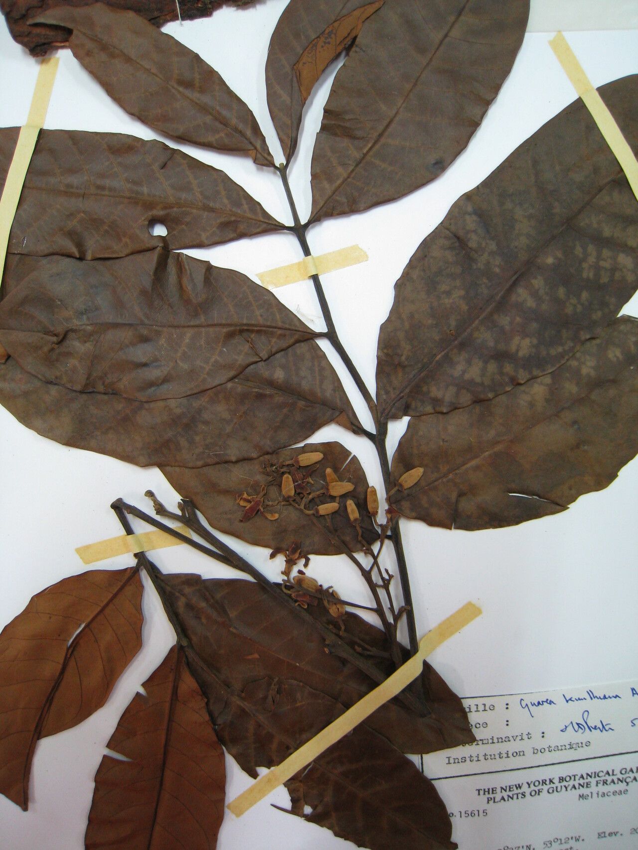 Guarea kunthiana — houseplant care guide