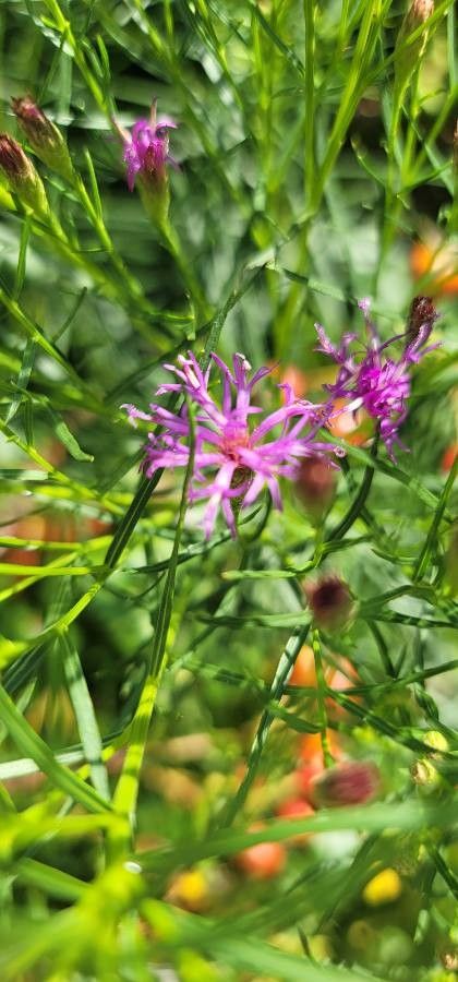 Vernonia angustifolia flower