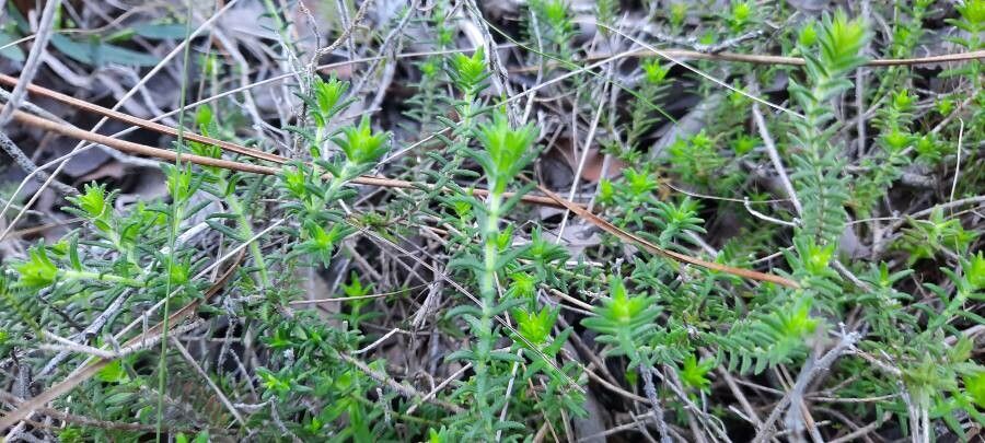 Coridothymus capitatus leaf
