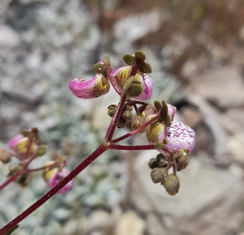Calceolaria cana flower