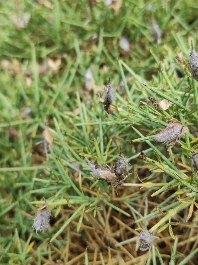 Genista horrida fruit