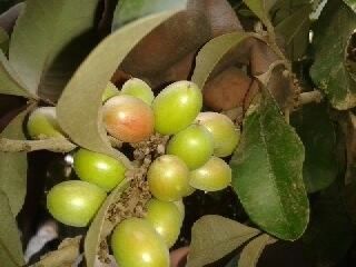 Englerophytum oblanceolatum fruit