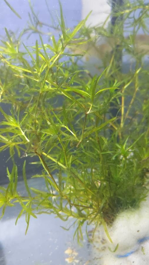 Najas guadalupensis flower