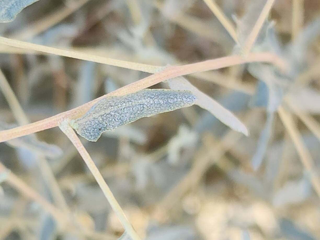 Atriplex turcomanica leaf