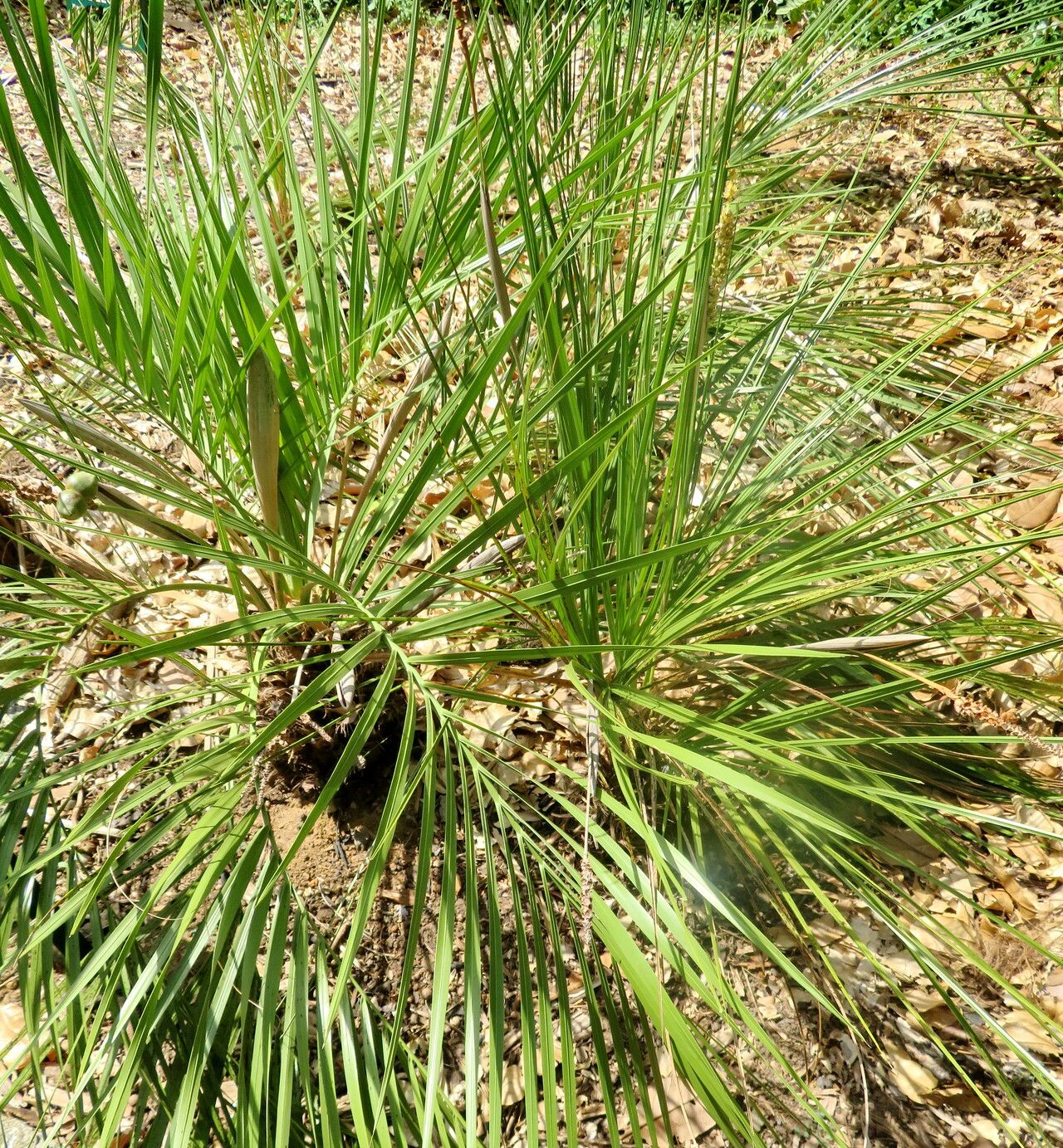 Butia exospadix habit