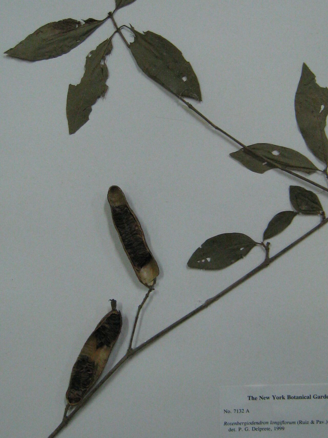 Rosenbergiodendron longiflorum other