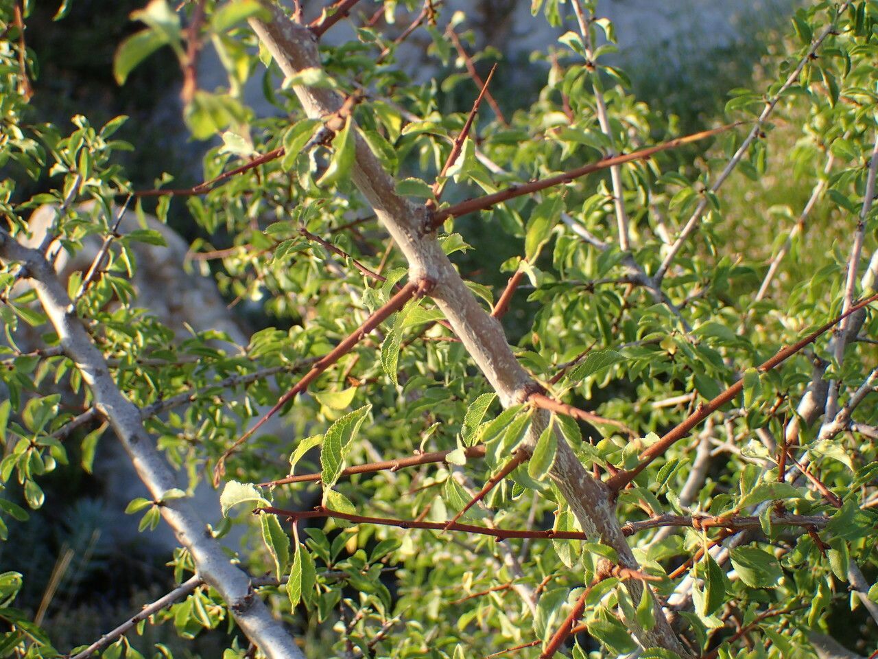 Prunus cocomilia bark