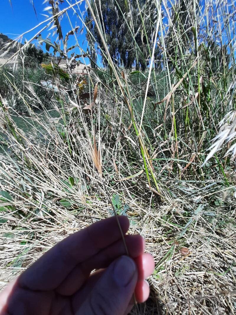 Secale sylvestre — related species from the same genus