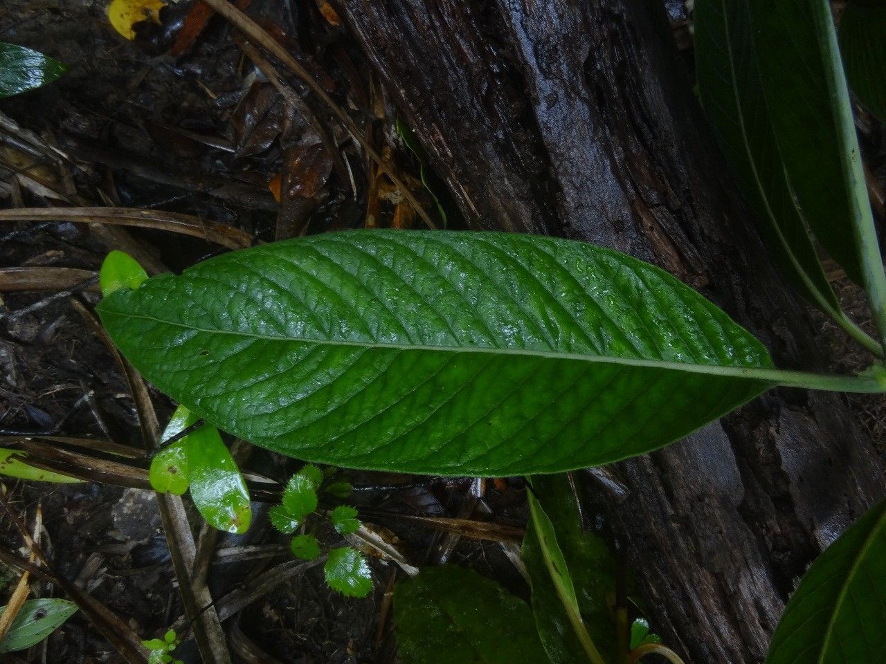 Psychotria pubituba leaf