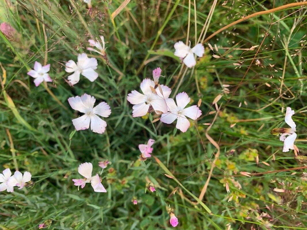 Dianthus cretaceus flower