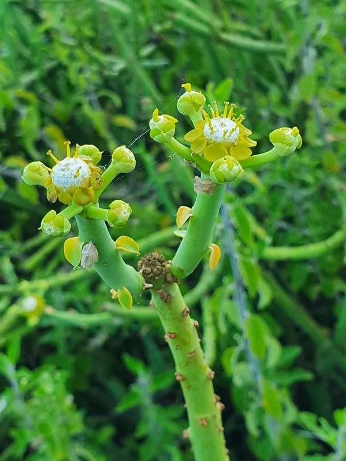 Euphorbia gossypina flower