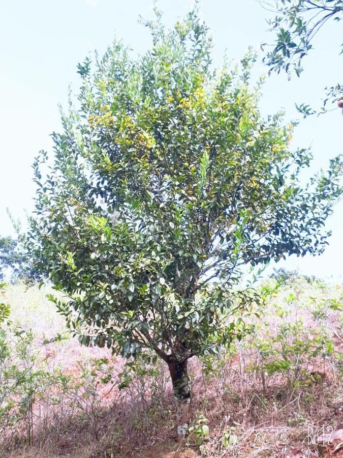 Diospyros fasciculosa — unique fruits houseplant