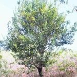 Diospyros fasciculosa