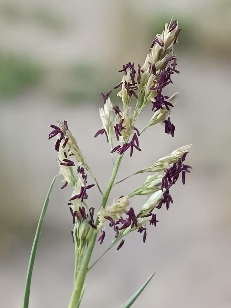 Sporobolus pungens flower