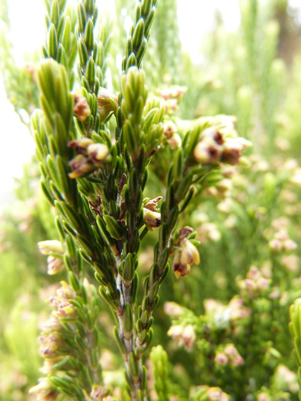 Erica reunionensis fruit