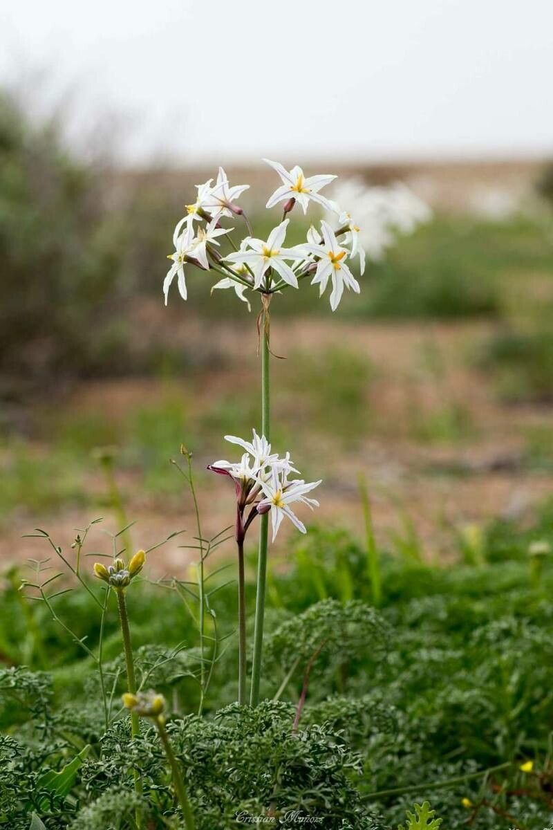 Narcissus elegans flower