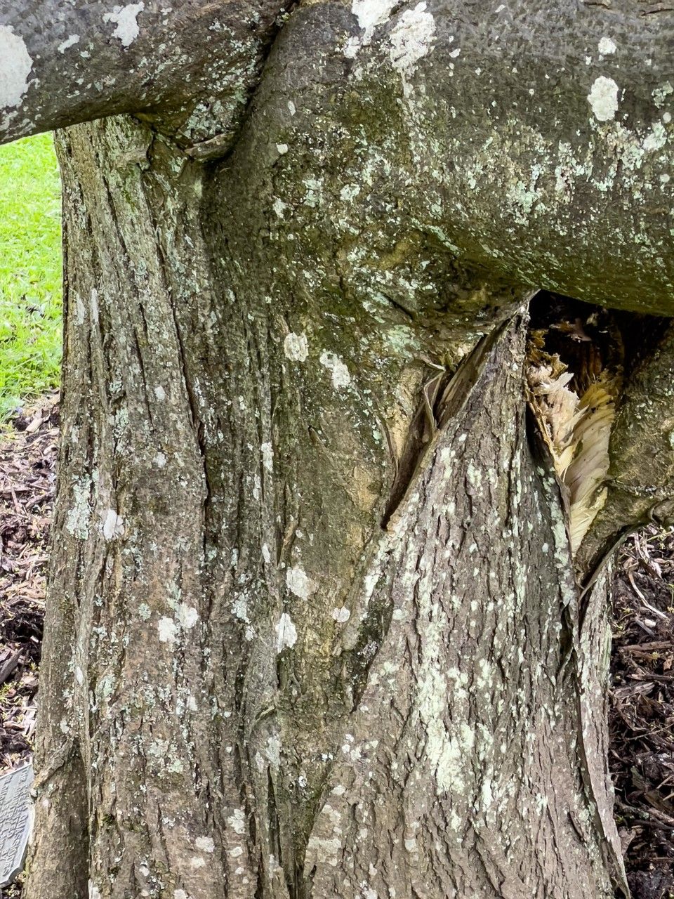 Picrasma quassioides bark