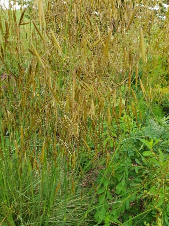 Stipa gigantea flower