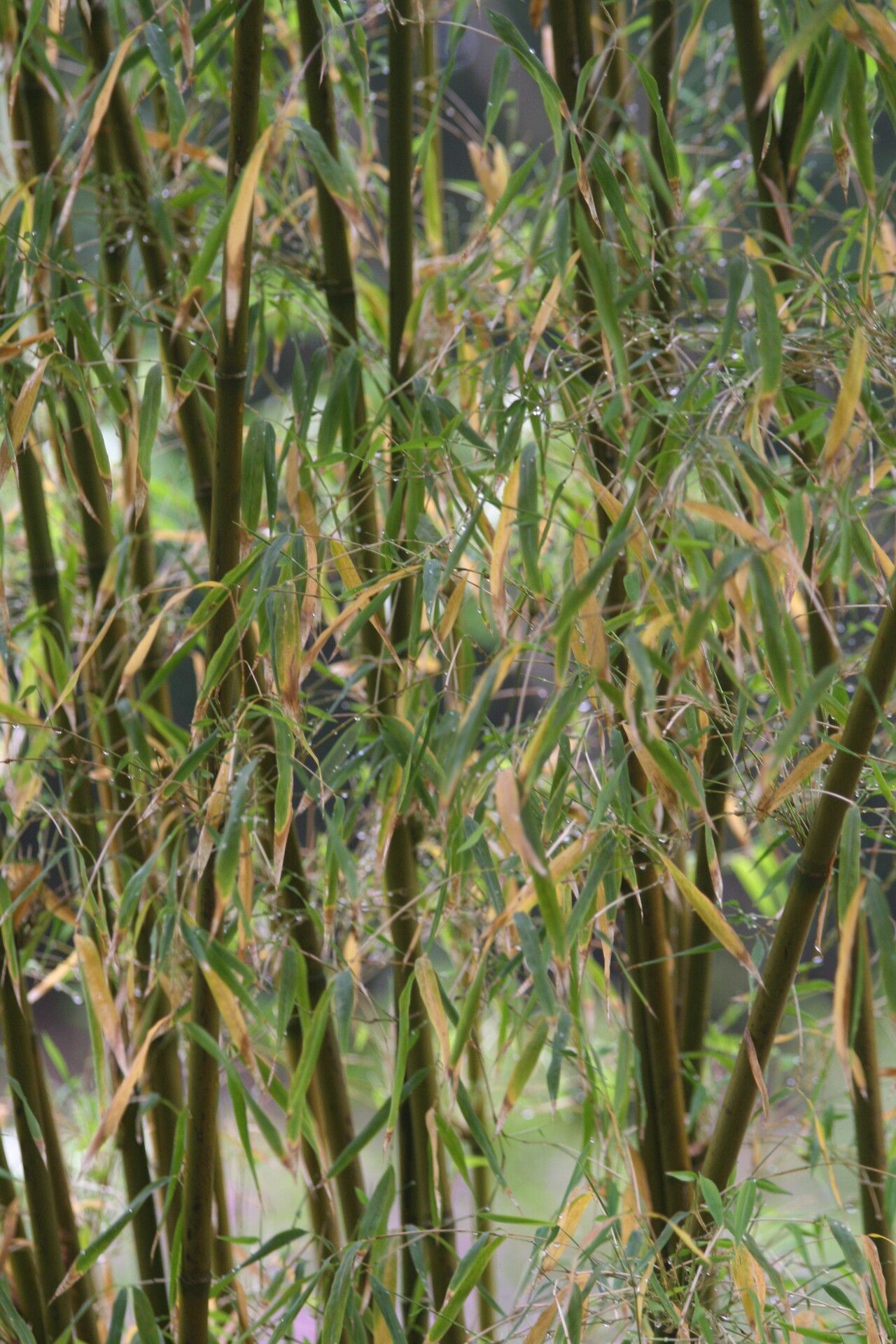 Himalayacalamus hookerianus bark