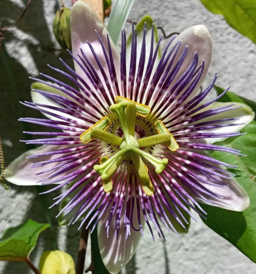 Passiflora × belotii flower