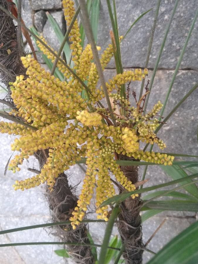 Rhapis excelsa flower