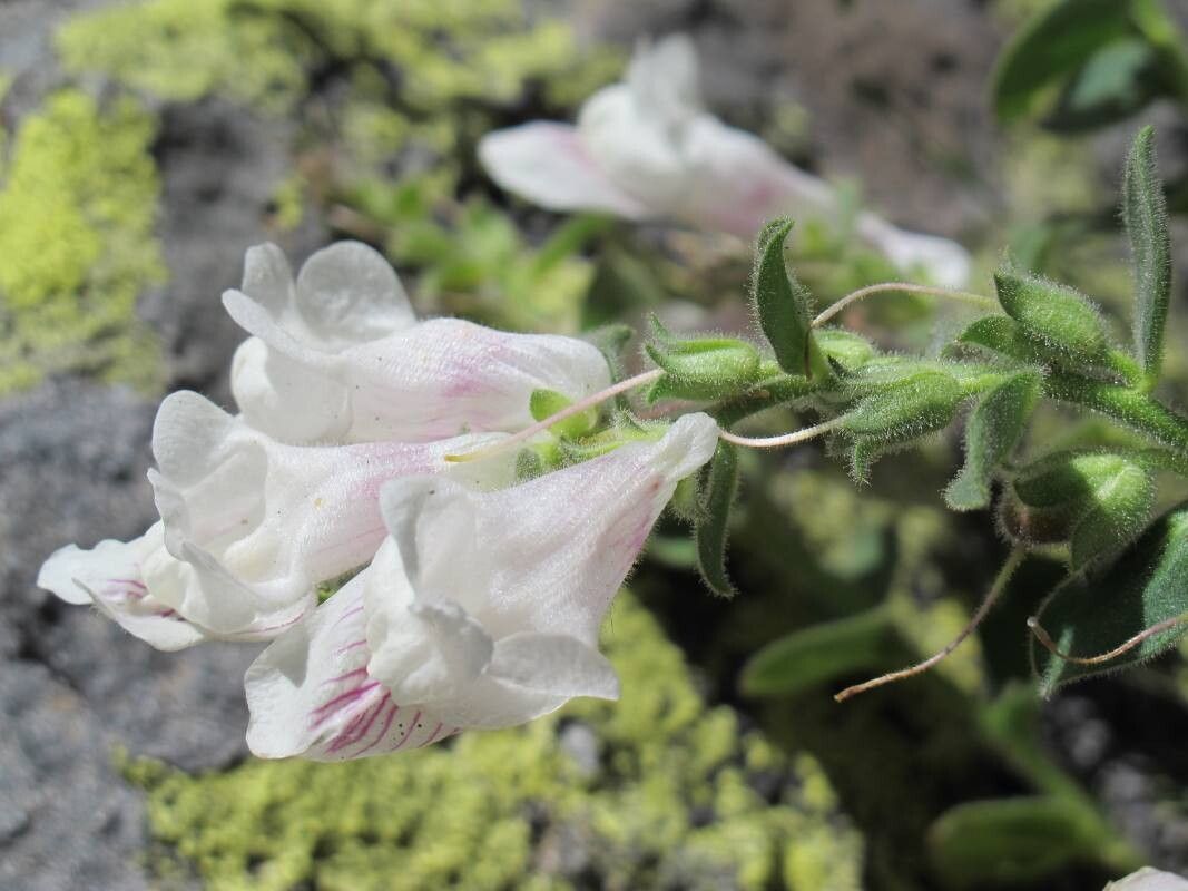 Antirrhinum grosii flower