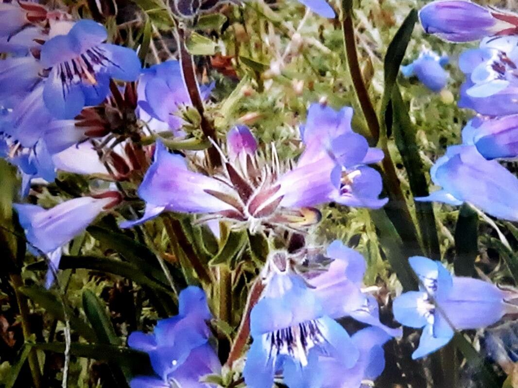 Penstemon humilis flower