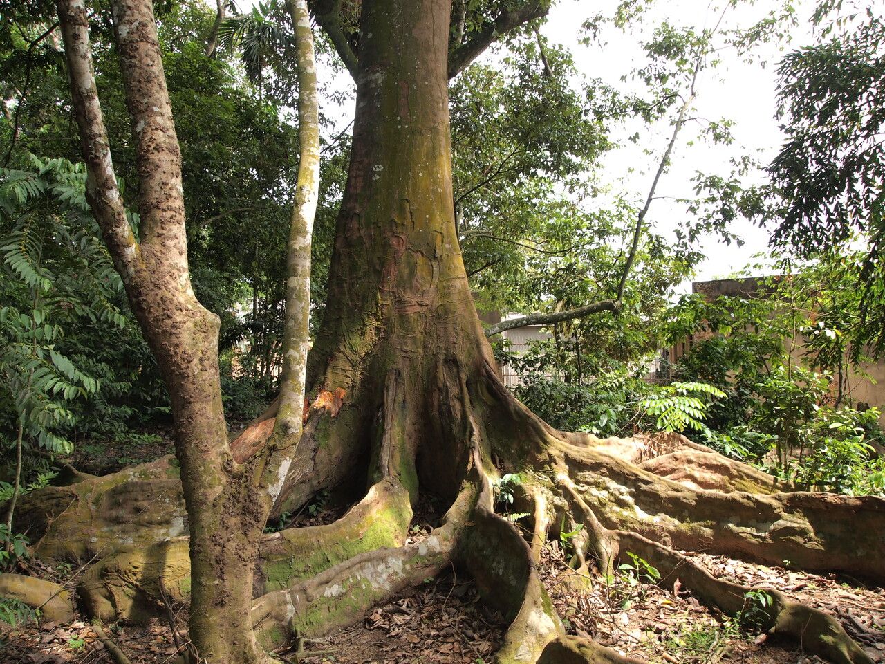 Piptadeniastrum africanum habit