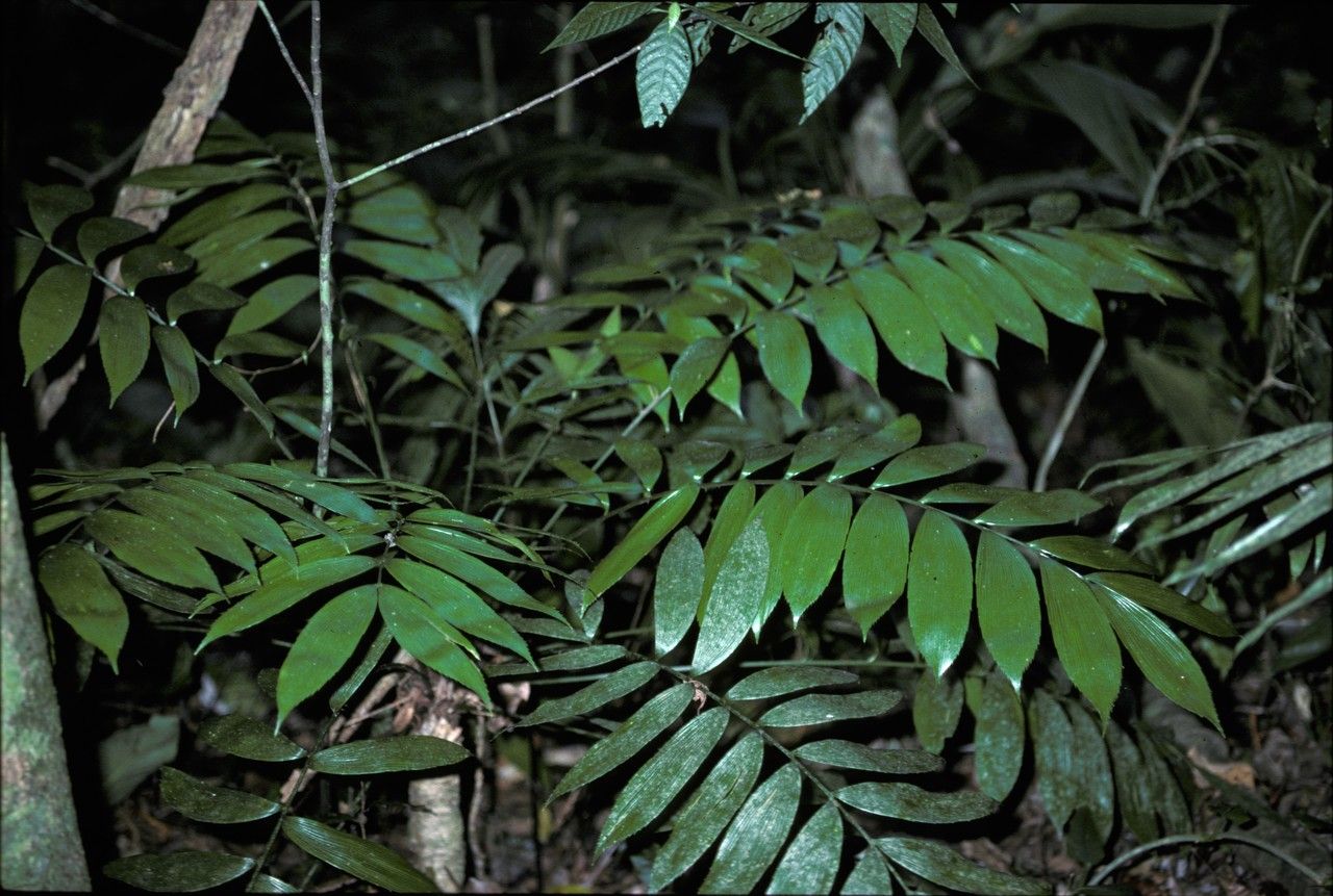 Zamia skinneri bark