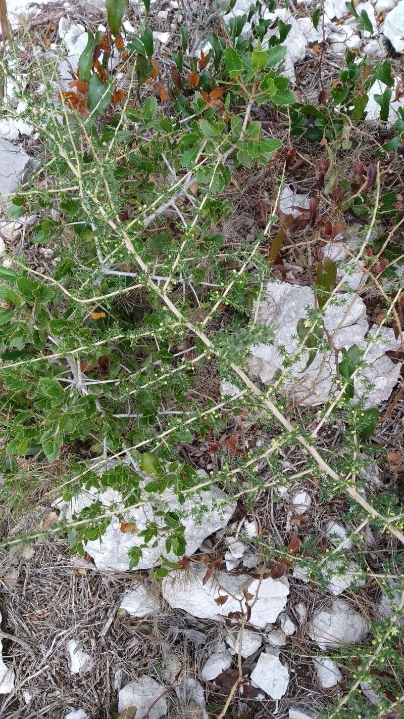 Asparagus albus flower