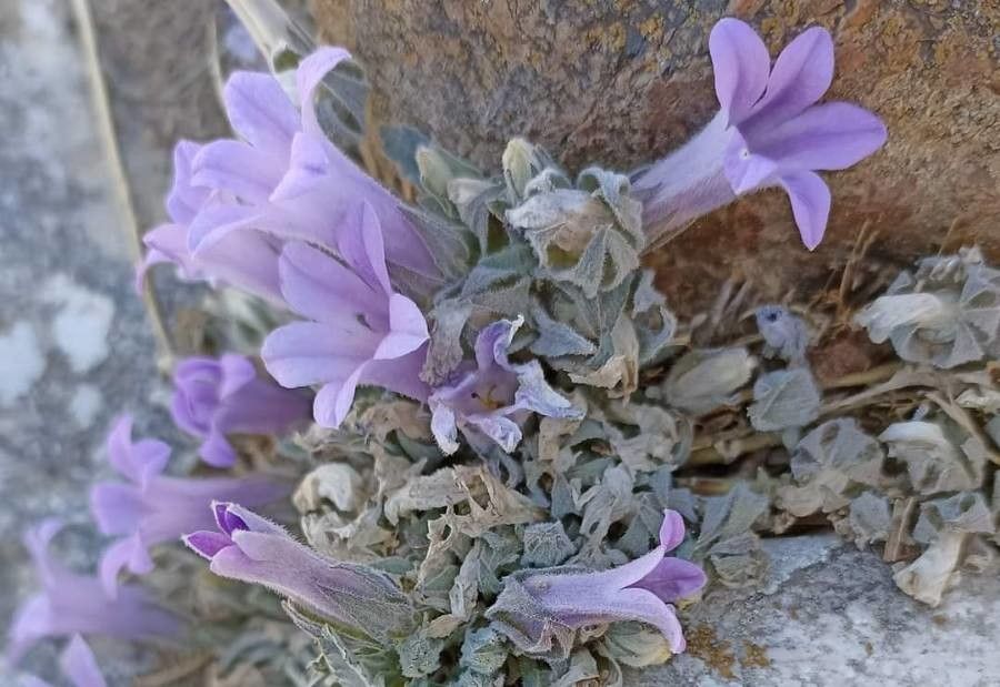 Campanula andrewsii leaf