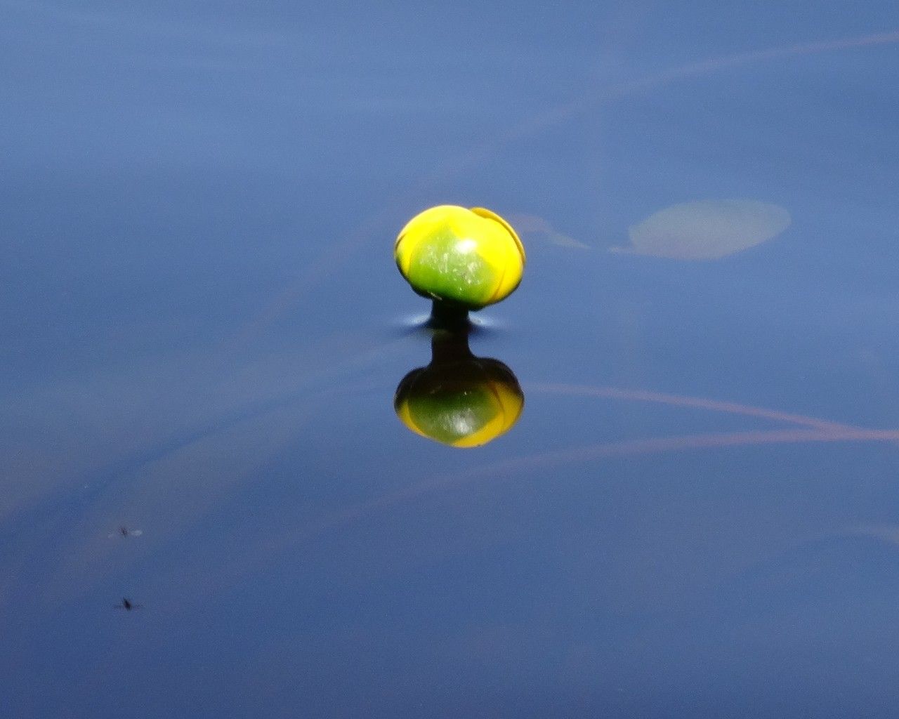 Nuphar pumila flower