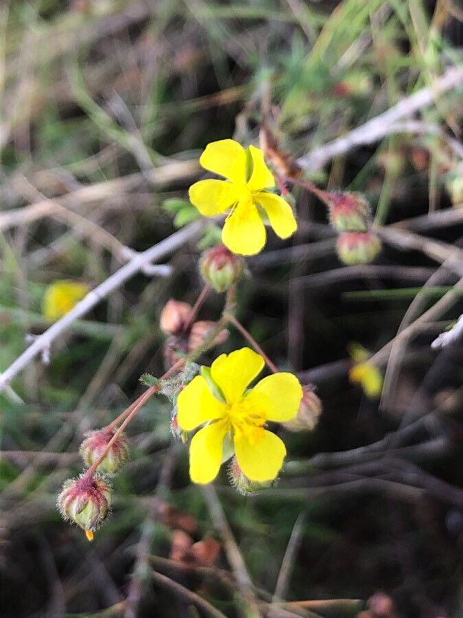 Fumana laevipes flower