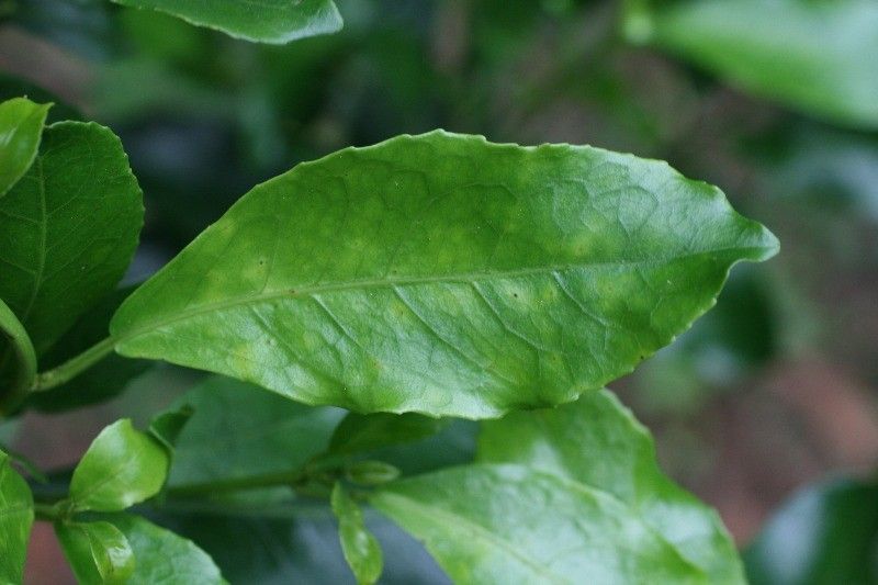 Claoxylon parviflorum — houseplant care guide
