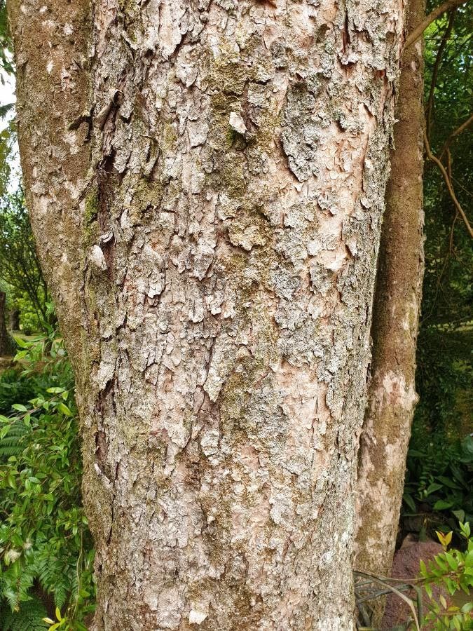 Myrcia splendens bark