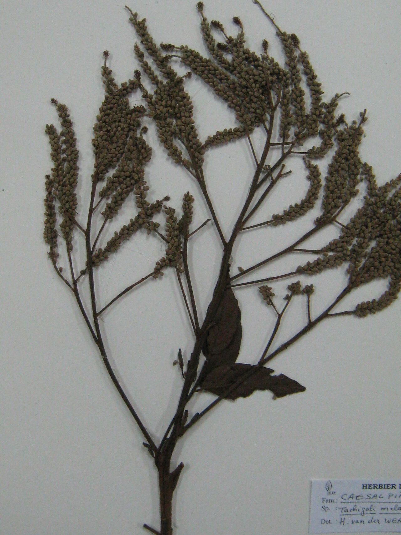 Tachigali melanocarpa other