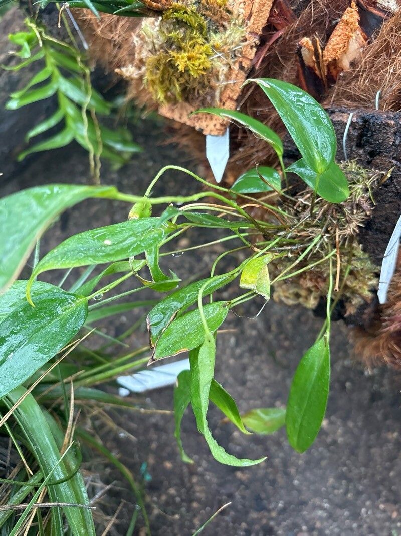 Pleurothallis rowleei — houseplant care guide