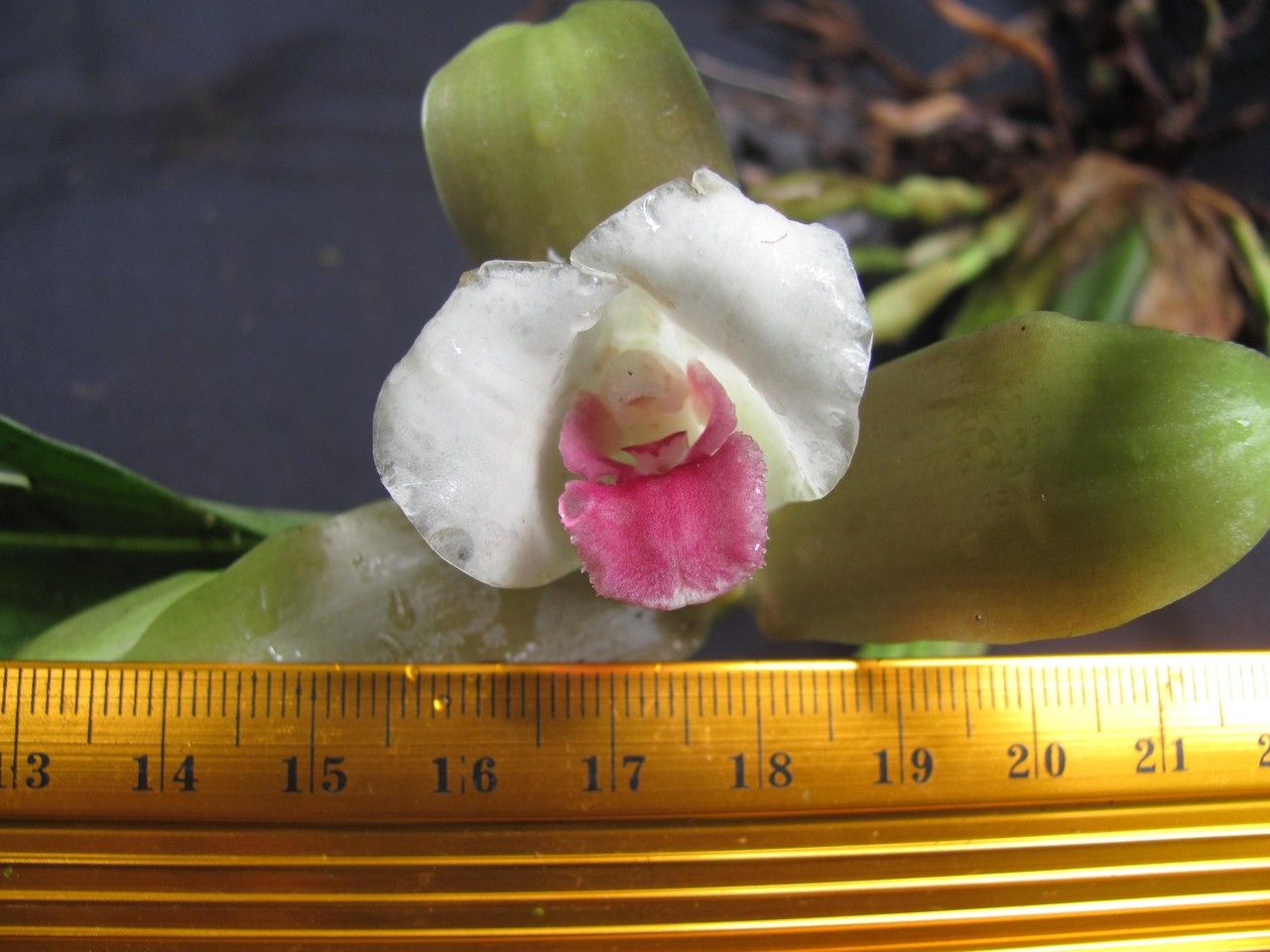 Lycaste puntarenasensis — search result for 'Lycaste'