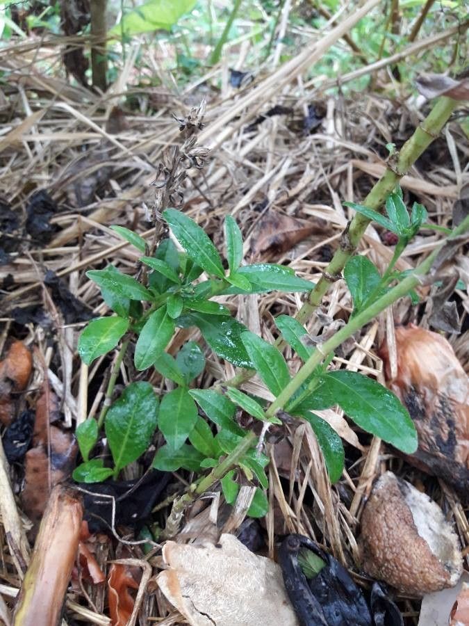 Pseudelephantopus spicatus — search result for 'Paraguay'