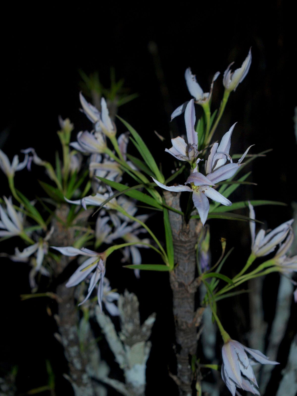 Xerophyta trichophylla — houseplant care guide