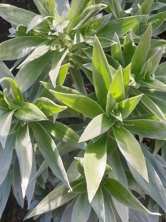 Helichrysum heliotropifolium — search result for 'Helichrysum'