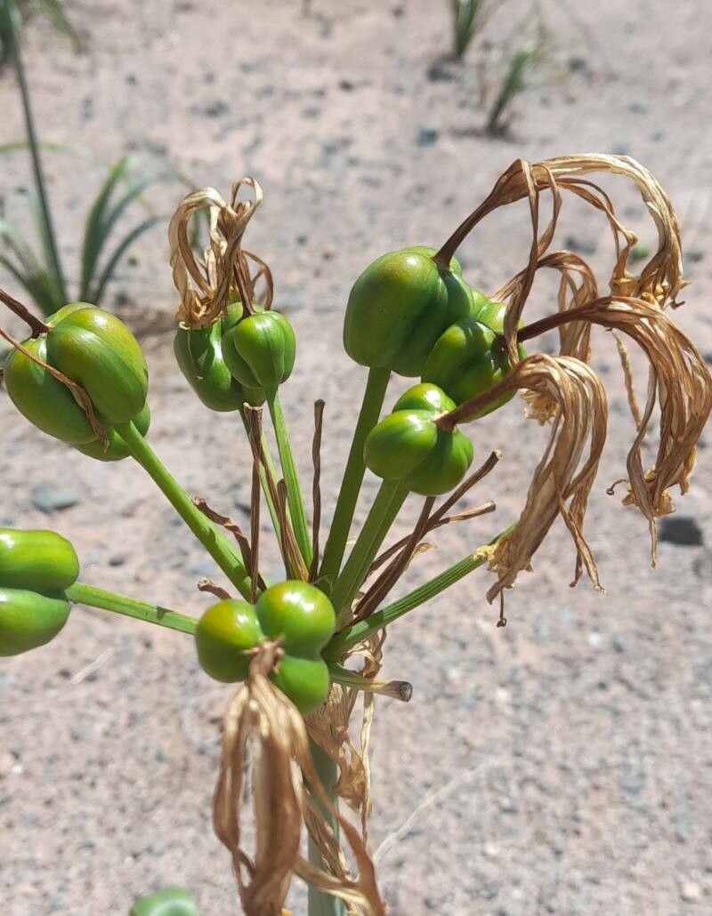Hieronymiella aurea fruit