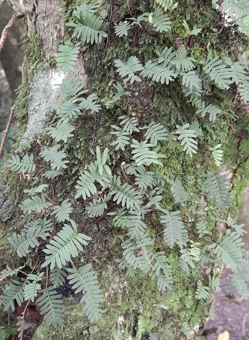 Pleopeltis minima habit