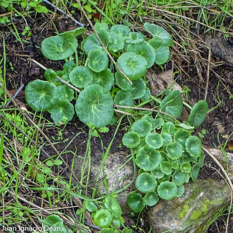 Umbilicus rupestris flower