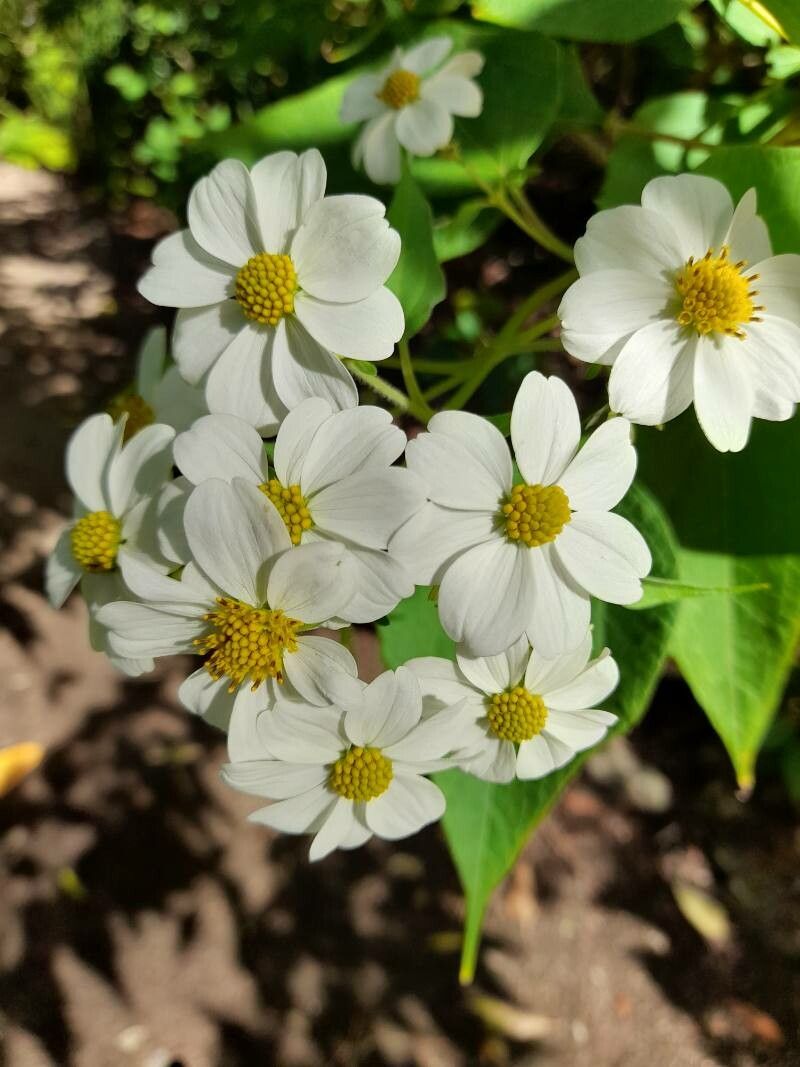 Montanoa arborescens flower