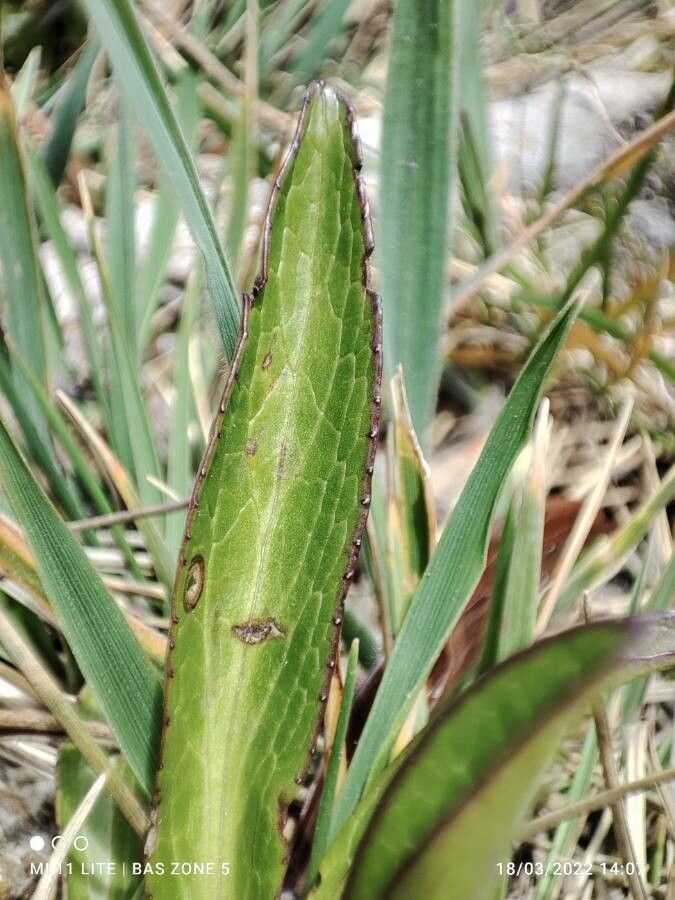 Valeriana pilosa — search result for 'Valeriana'